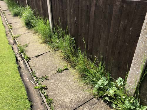 Path overgrown with weeds.