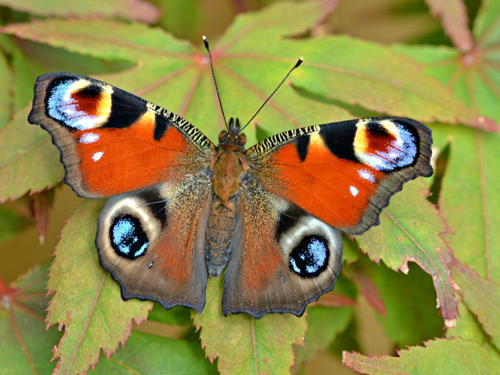 Peacock Butterfly (upperwing). © 2000-2016 Butterfly Conservation