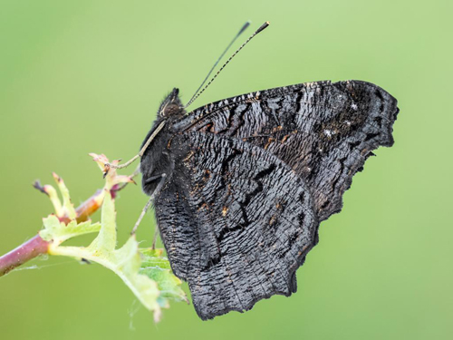 Peacock Butterfly (underwing). © 2000-2016 Butterfly Conservation