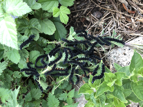 A mass of caterpillars on nettles