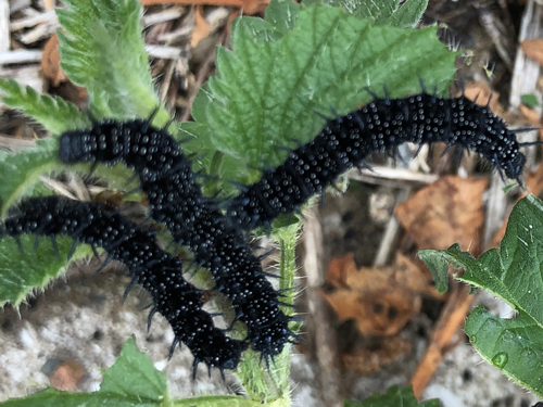 Close up of three caterpillars on nettles.