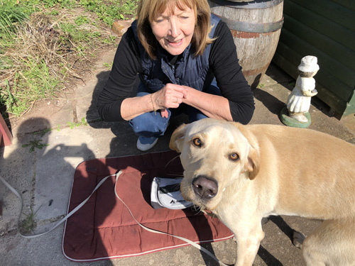 Laura crouched down next to golden lab Indy who is looking up into the camera