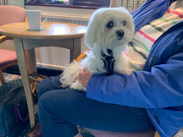 Snowy - small white dog sitting in a lap.