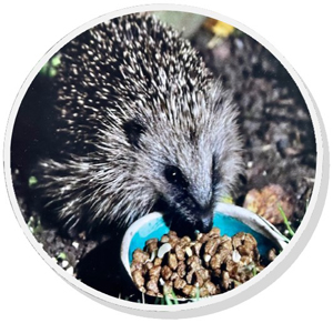 Hedgehog eating